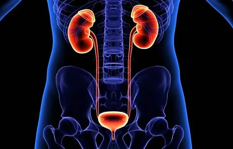 University of Ghana Study Links West African Gene Variant to Higher Kidney Disease Risk.
