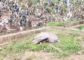 Unidentified Body Recovered at Alogboshie Following Accra Floods